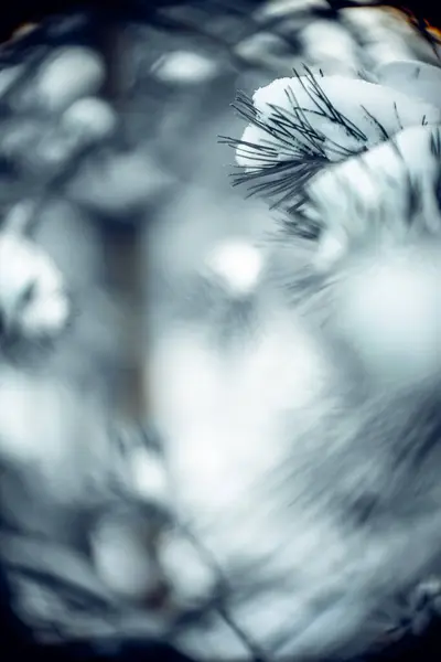 背景に雪のある緑のトウヒ — ストック写真