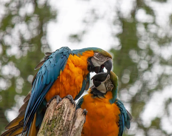 Perroquet Coloré Sur Arbre — Photo