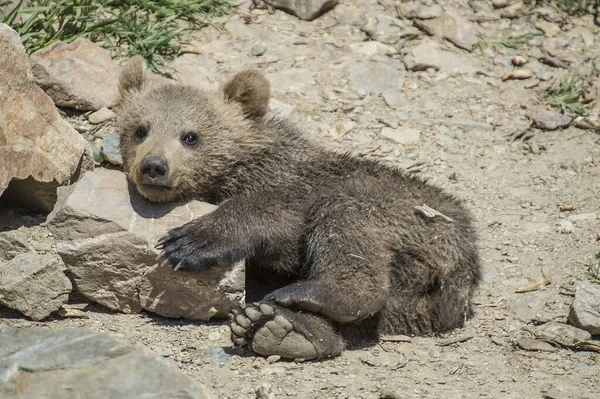 石の近くの地面には小さな熊が横たわっていた — ストック写真