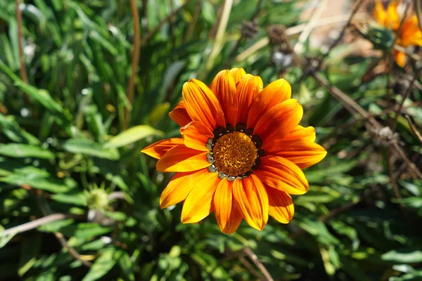 Selektiv Fokus Skott Afrikanska Tusensköna Blommande Växter Som Växer Trädgården — Stockfoto