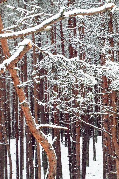 Grasboomtwijgen Bedekt Met Witte Sneeuw Het Bos Winter — Stockfoto
