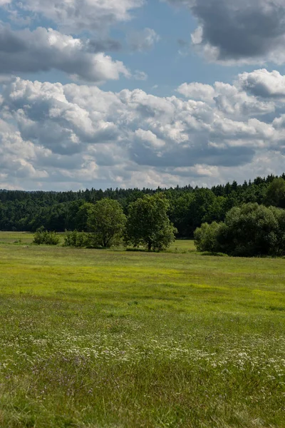 Wierzchołek Strzał Pięknej Zielonej Łąki Pobliżu Lasu — Zdjęcie stockowe