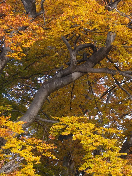 Tiro Vertical Faia Grande Floresta Com Folhagem Outono Amarelo Brilhante — Fotografia de Stock