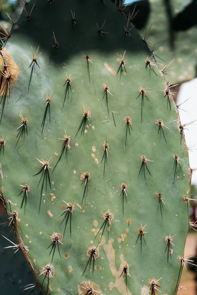 Närbild Skarpa Prickarna Kaktusen — Stockfoto