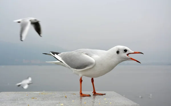 Closeup Black Headed Gull Blurry Foggy Background — Stock Photo, Image