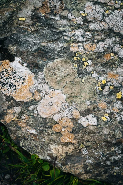 Gros Plan Surface Rocheuse Rugueuse Couverte Lichen — Photo