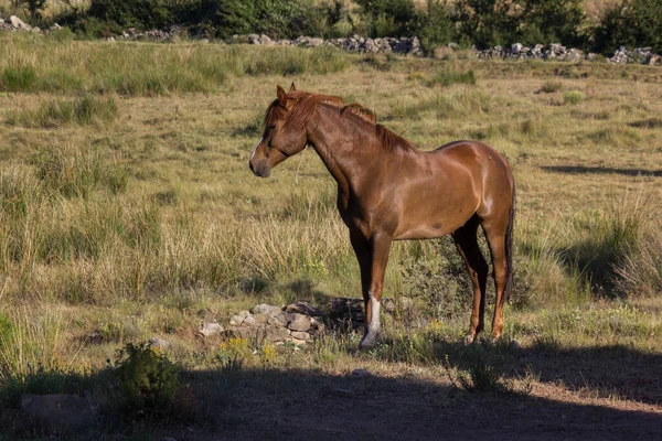 Piękny Brązowy Koń Polu — Zdjęcie stockowe