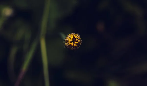 Närbild Bild Gul Scouler Woollyweed Blomma Isolerad Mörk Bakgrund — Stockfoto