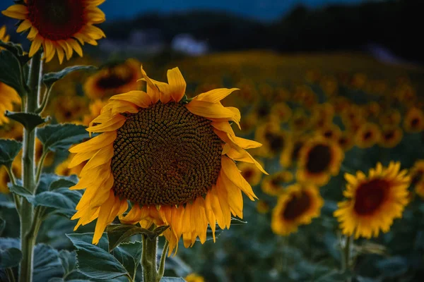 Primer Plano Girasol Campo Por Noche Con Fondo Borroso —  Fotos de Stock