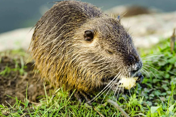 Eine Nahaufnahme Eines Niedlichen Flauschigen Nutria Tieres Das Früchte Auf — Stockfoto