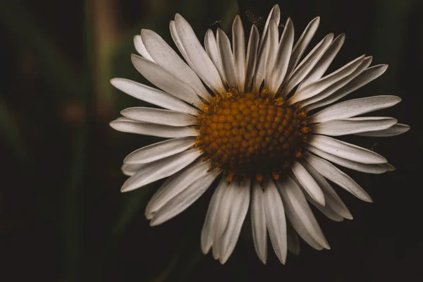 Focus Selettivo Fiore Margherita Oxeye Giardino Uno Sfondo Scuro Sfocato — Foto Stock