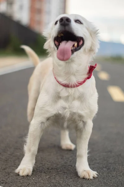 Очаровательная Веселая Домашняя Собака Красным Воротником Пряжке Стоящая Дороге — стоковое фото
