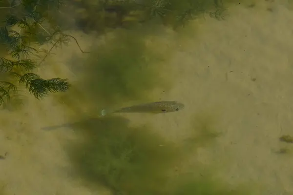 Gros Plan Petit Poisson Nageant Dans Lac Sous Soleil — Photo