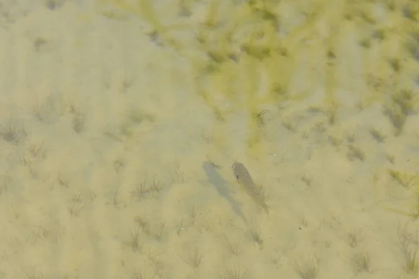 太陽の下で湖で泳いでいる小さな魚のクローズアップショット — ストック写真