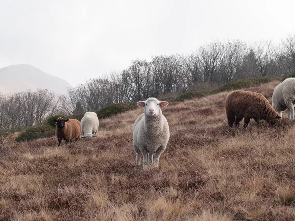 秋の山の牧草地で羊の放牧の群れ — ストック写真