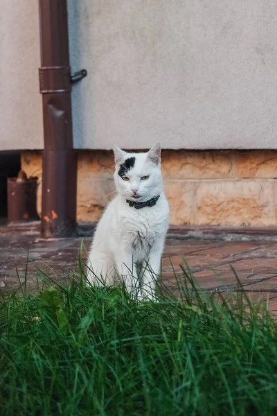 Eine Vertikale Aufnahme Einer Niedlichen Kleinen Katze — Stockfoto