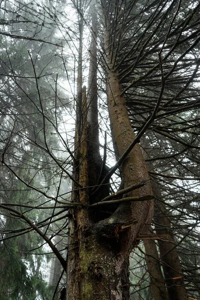 Ângulo Baixo Das Árvores Altas Com Galhos Nevoeiro — Fotografia de Stock