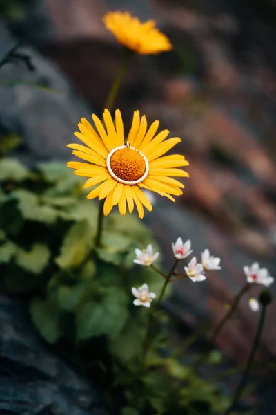 Bahçedeki Portakal Çiçeğinin Üzerinde Bir Yüzük — Stok fotoğraf