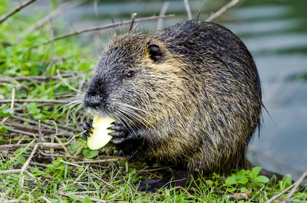 Zbliżenie Ślicznego Małego Coypu Jedzącego Owoc Otoczony Trawą — Zdjęcie stockowe