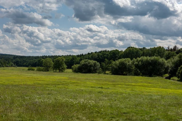 Zbliżenie Ujęcia Pięknej Zielonej Łąki Pobliżu Lasu — Zdjęcie stockowe