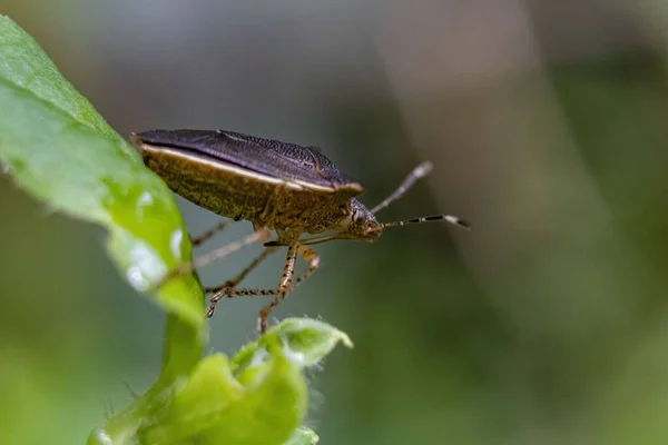 Närbild Skalbagge Ett Grönt Löv — Stockfoto