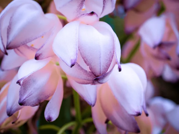 Zblízka Pohled Yucca Elephantipes Bezpáteřní Tyč Yucca Květinové Pupeny — Stock fotografie