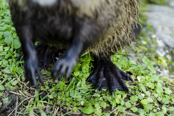 Closeup Feet Cute Coypu Standing Vibrant Green Grass — Stock Photo, Image