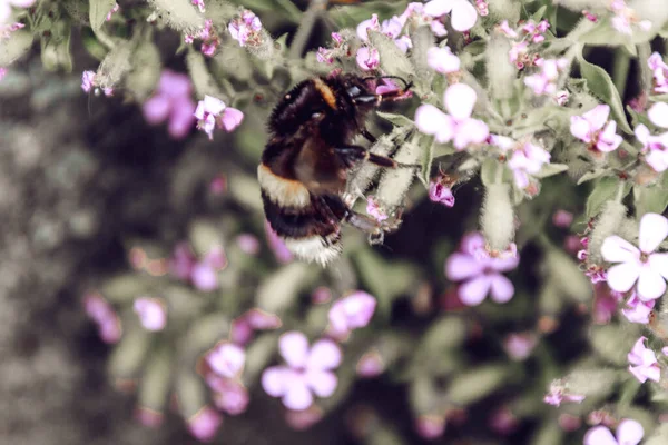 Μια Επιλεκτική Εστίαση Μιας Μέλισσας Επικονίασης Στα Άνθη Ενός Φυτού — Φωτογραφία Αρχείου