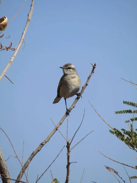 Svislý Výstřel Malého Ptáčka Usazeného Větvi Proti Modrému Jasnému Nebi — Stock fotografie