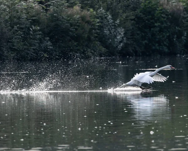 Крупный План Лебедя Улетающего Озера — стоковое фото