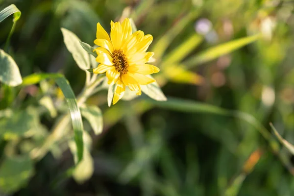 Piękny Słonecznik Polu Bokeh Światła — Zdjęcie stockowe