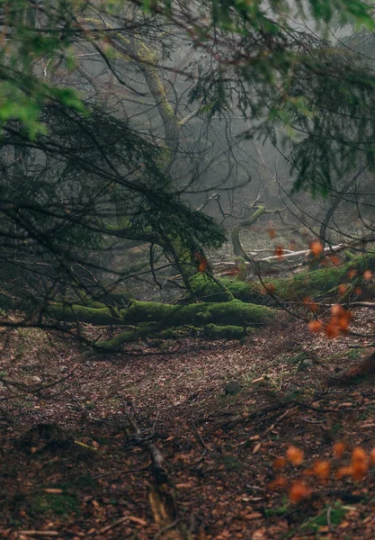 Trees Dark Foggy Fores — Stock Photo, Image