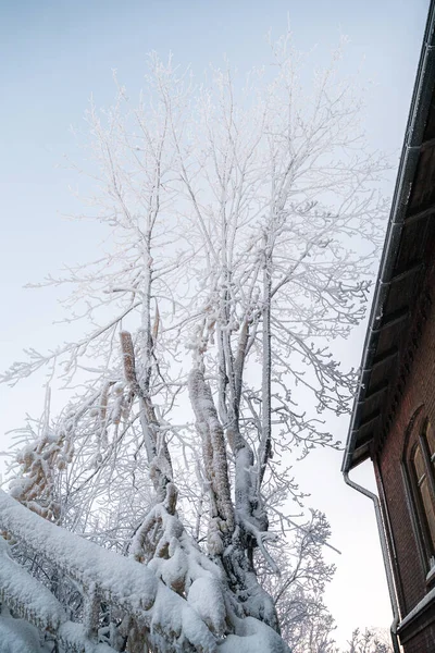 Χιονισμένο Δέντρο Κατά Διάρκεια Του Χειμώνα Στο Ελσίνκι Φινλανδία — Φωτογραφία Αρχείου