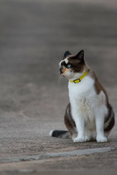 Eine Katze Auf Der Straße — Stockfoto