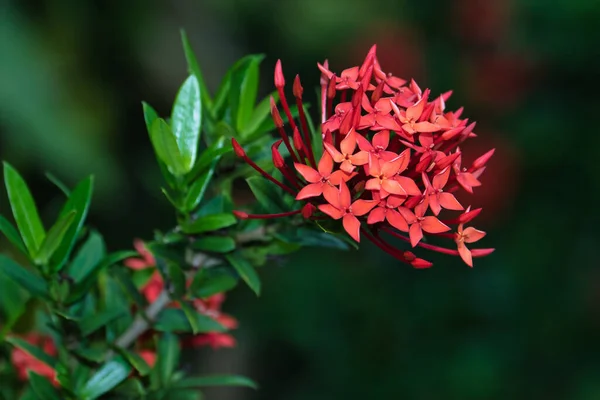 Closeup Shot Blooming Red Geranium Flowers — Stock Photo, Image