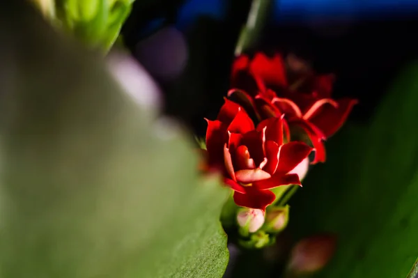 Знімок Червоного Пеларгонія Гортор Пеларгонія Квітки Серед Зеленого Листя — стокове фото