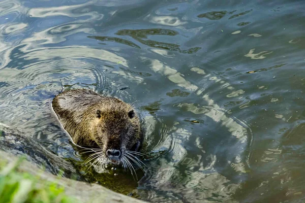 Closeup Cute Fluffy Coypu Swimming Clear Pond Outdoors — Stock Photo, Image