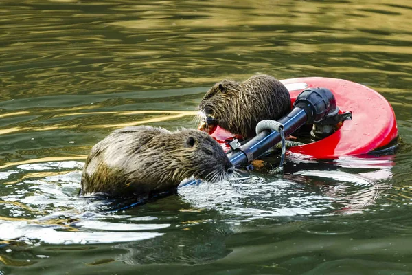 Eine Nahaufnahme Von Zwei Niedlichen Koypus Die Wasser Schwimmen — Stockfoto