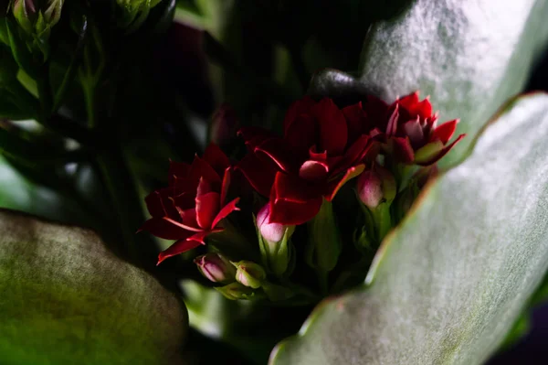 Крупним Планом Знімок Яскраво Червоних Квітів Пеларгонії — стокове фото