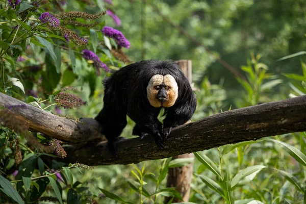 Gros Plan Petit Singe Mignon Sur Arbre Parmi Les Buissons — Photo