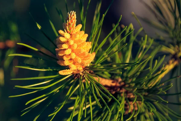 Closeup Cone Crescente Conífera Árvore Evergreen Nas Madeiras — Fotografia de Stock