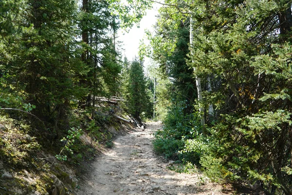 Una Vista Natural Una Caminata Medio Bosque Durante Día —  Fotos de Stock