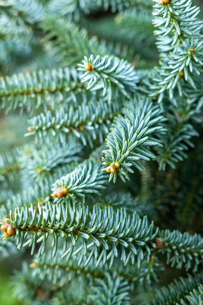 Een Verticaal Schot Van Een Spaanse Dennenboom Met Een Prachtige — Stockfoto