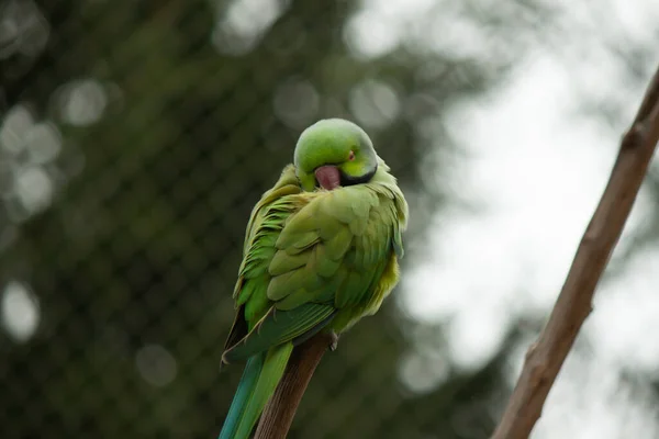 Papagaio Colorido Árvore — Fotografia de Stock