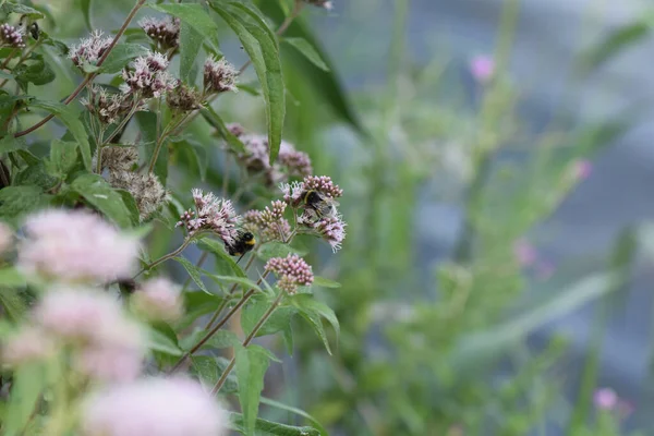 緑の葉に囲まれた野生の紫色の花のクローズアップショット — ストック写真