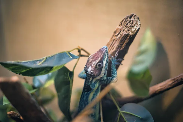 Lawrence Estados Unidos Set 2021 Tiro Perto Lagarto Árvore Universidade — Fotografia de Stock