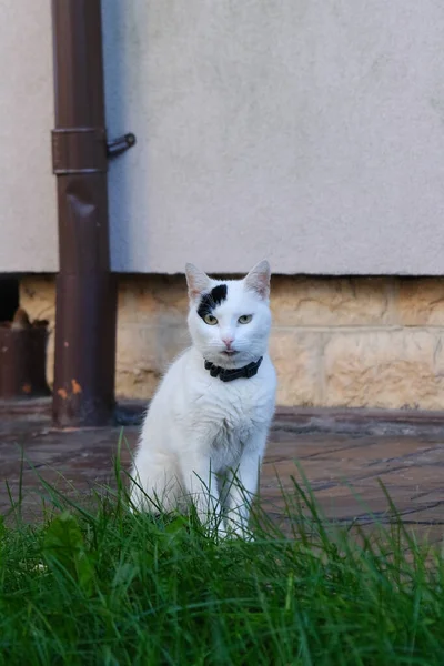 ภาพแนวต งของแมวน อยน — ภาพถ่ายสต็อก