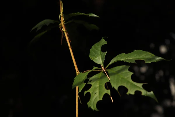 Gros Plan Une Branche Avecfeuilles Endommagées Vertes — Photo