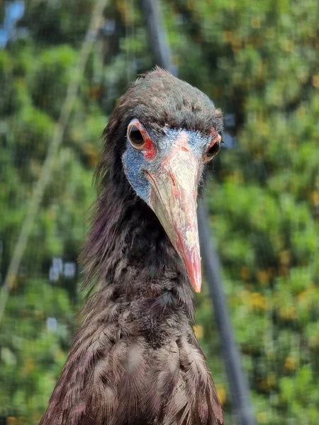 Closeup Picture White Bellied Black Stork — Stock Photo, Image