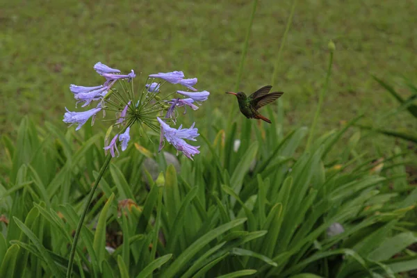 Colibrí Aterrizando Hermosas Flores Púrpuras —  Fotos de Stock